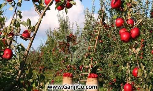 Montérégie Ganji Montérégie Ganji